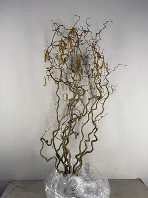 Corylus (2-jarig)