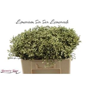 Limonium sensy lemonade