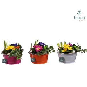 Schaal zink rond Voorjaar met Arrangement verschillende kleuren