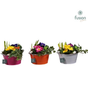 Schaal zink rond Voorjaar met Arrangement verschillende kleuren