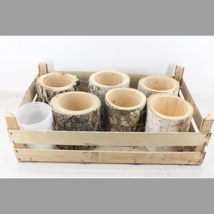 arr3 TM - Schors pot x6