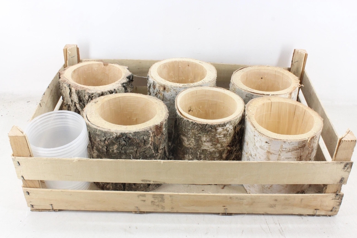 <h4>arr3 TM - Schors pot x6</h4>