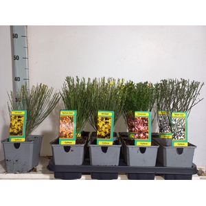 Cytisus praecox   ...