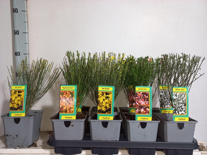 <h4>Cytisus praecox   ...</h4>