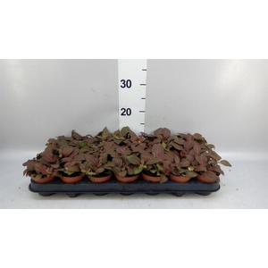 Fittonia verschaf. 'Joly Josan'