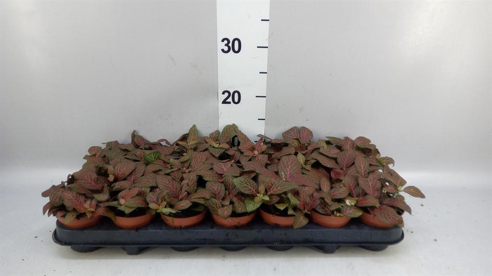 Fittonia verschaf. 'Joly Josan'