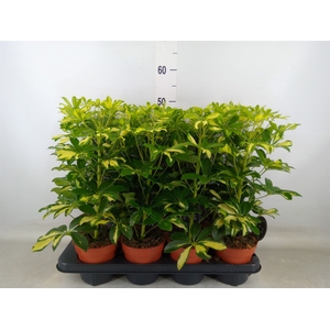 Schefflera arbor. 'Gerda'