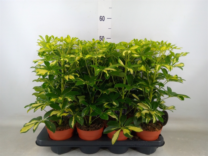 <h4>Schefflera arbor. 'Gerda'</h4>