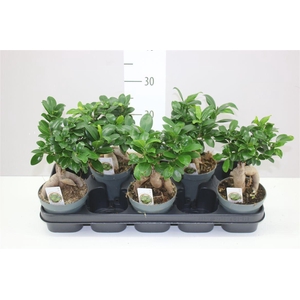 Ficus Ginseng