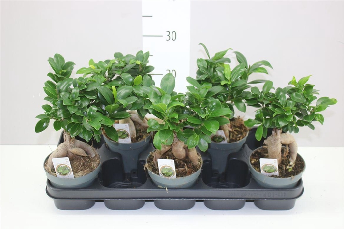 <h4>Ficus Ginseng</h4>