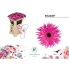 Gerbera MIS 'Bouquet'