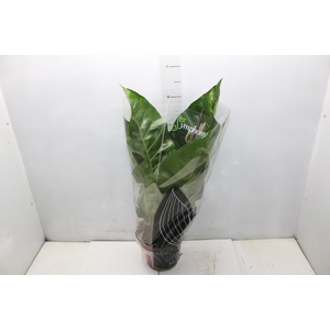 ANTHURIUM HOOKERI P19