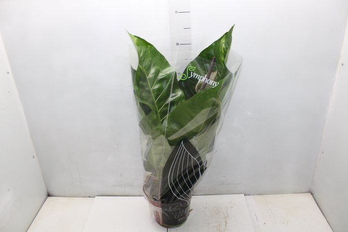 <h4>ANTHURIUM HOOKERI P19</h4>