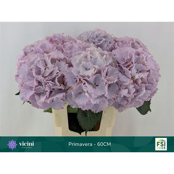 <h4>Hydrangea 'My Beau Primaver'</h4>