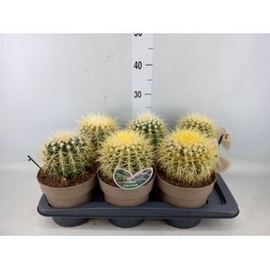 Echinocactus grusonii