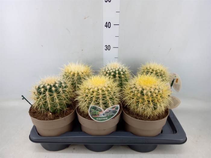 <h4>Echinocactus grusonii</h4>