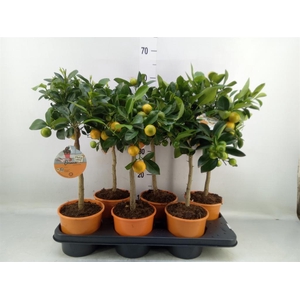 Citrofortunella mic.