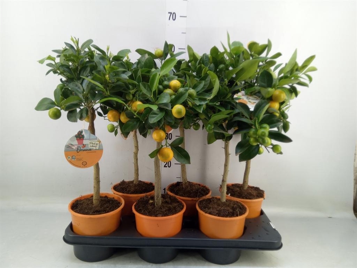 <h4>Citrofortunella mic.</h4>