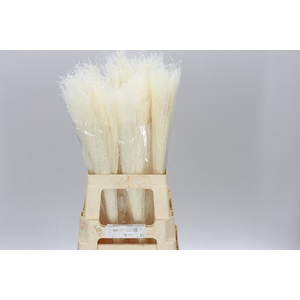 Dried Miscanthus Bleach