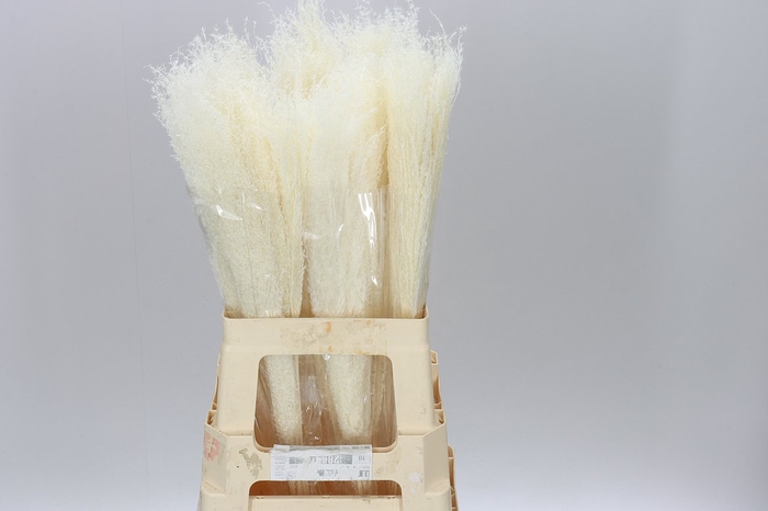 <h4>Dried Miscanthus Bleach</h4>