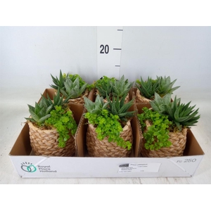 Arr.   Kamerplant Groen L%