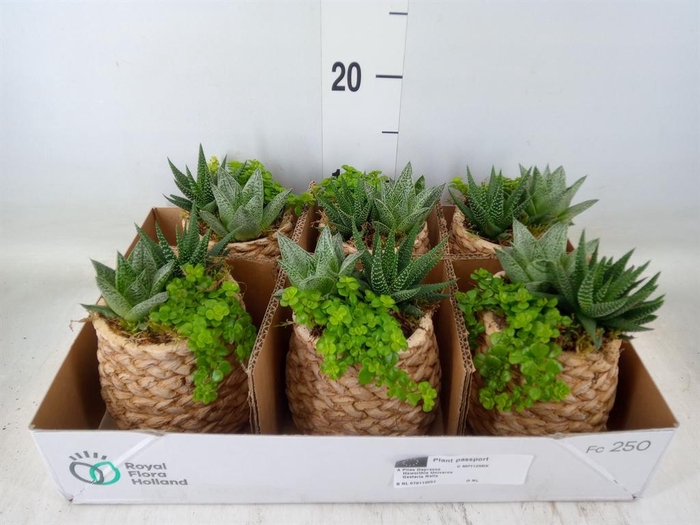 <h4>Arr.   Kamerplant Groen L%</h4>