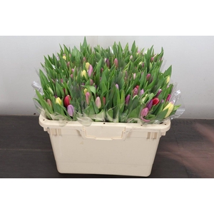 Tu En Gemengd Pastel