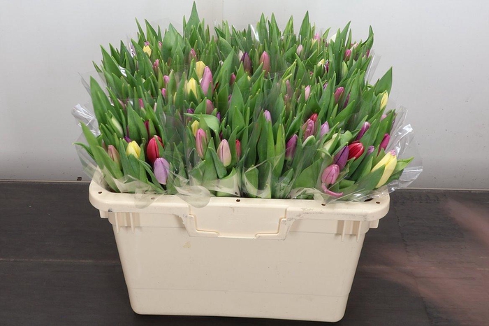 <h4>Tu En Gemengd Pastel</h4>