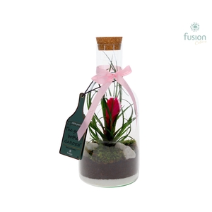 Green Bottle Fles Small met Tillandsia
