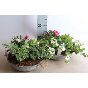 ARR TUINPLANTEN