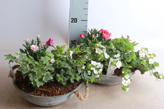 <h4>ARR TUINPLANTEN</h4>