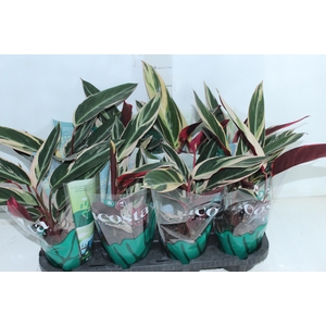 CALATHEA TRIALSTAR P12