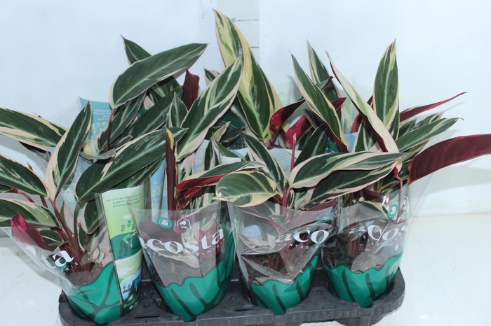 <h4>CALATHEA TRIALSTAR P12</h4>