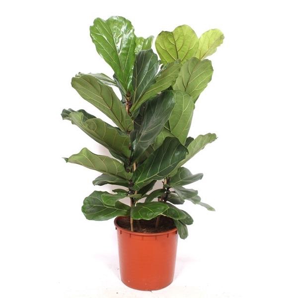 <h4>Ficus lyrata</h4>