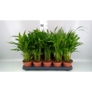 Dypsis lutescens   ...Chrysalidoca