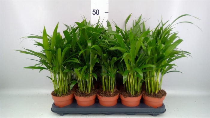 <h4>Dypsis lutescens   ...Chrysalidoca</h4>
