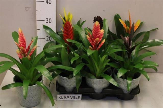 <h4>ARR BROMELIA</h4>