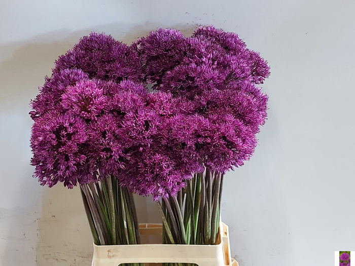 <h4>ALLIUM PURPLE SENS</h4>