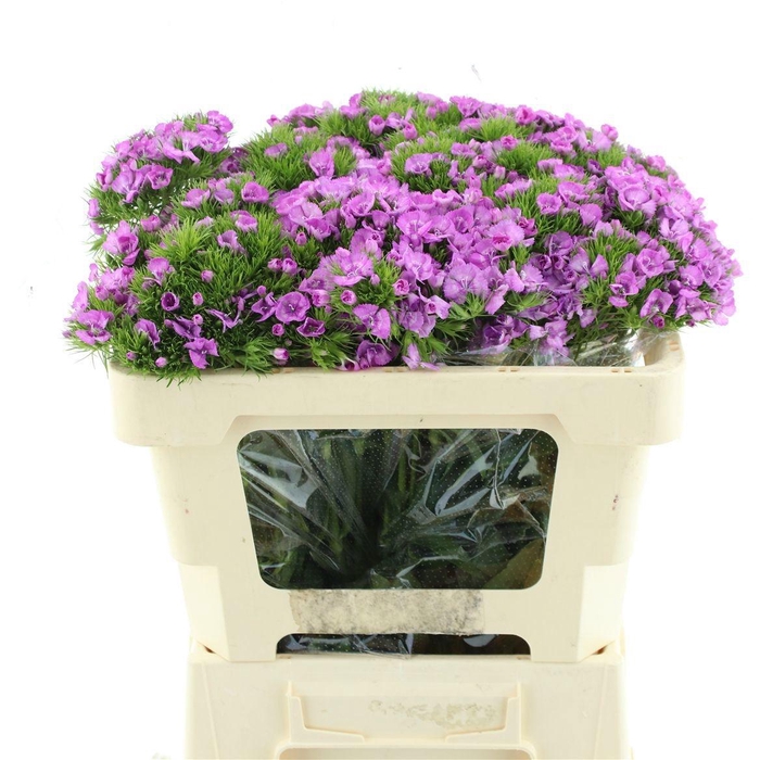 <h4>DI BARB MELIAN BRE</h4>