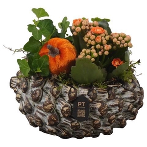 PTHI3274 Arrangement Autumn Indoor in beton pot in noot vorm