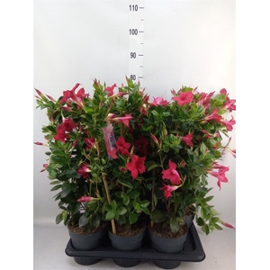 Mandevilla am. 'Sundav Red'