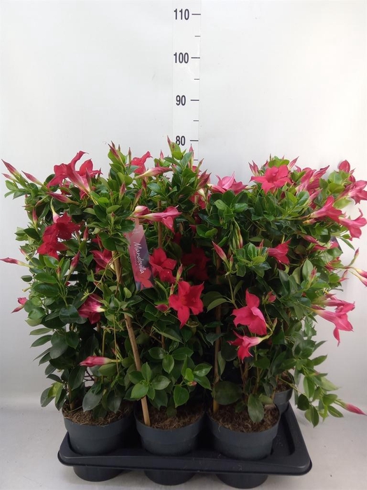 <h4>Mandevilla am. 'Sundav Red'</h4>