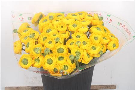 Ran... Su Omega Super X50