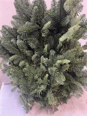 <h4>Abies Nob Blauw Bs</h4>