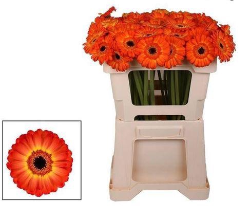 <h4>GE MI FLAMAZING</h4>