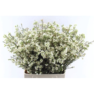 Chamelaucium Sirius White