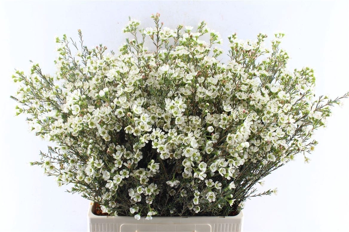 <h4>Chamelaucium Sirius White</h4>