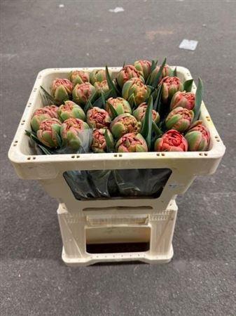 <h4>Tu Du Limerick</h4>