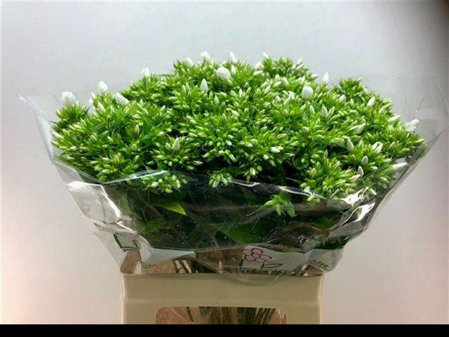 <h4>PHLOX P WHITECAP</h4>