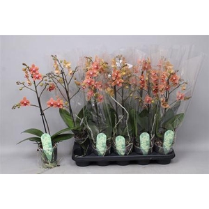 Phal Mf F Sunse Love 1 Branche 12+ Vertakt